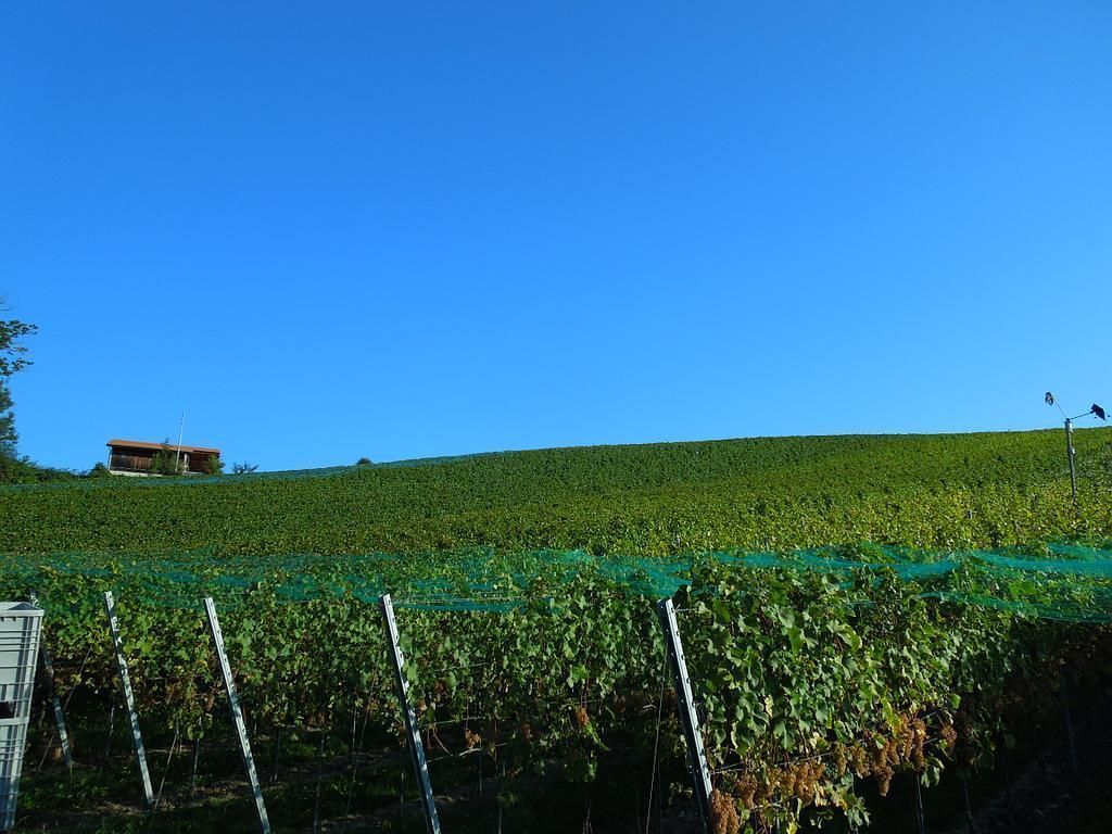 Période des vendanges