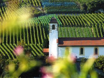 Le domaine viticole - Domaine de Villarose à Vully