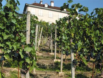 Les vignes - Domaine de Villarose à Vully