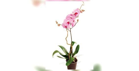 Fleuriste M'Amie Fleur - Plantes fleuries - Orchidée 