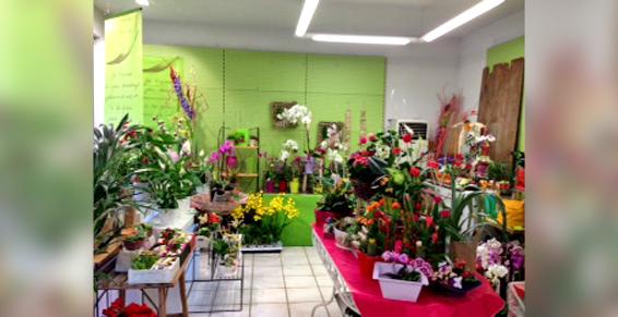 Plantes et fleurs à Villeneuve-Tolosane