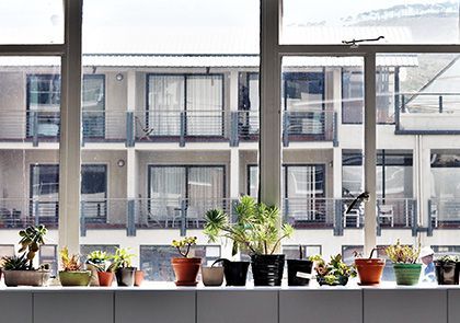 Une rangée de plantes d'intérieur en pot de différentes sortes sur le rebord d'une fenêtre, avec un immeuble de plusieurs étages visible à travers les grandes vitres.