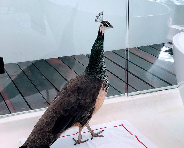 Une femelle paon se tient debout sur une serviette blanche, sur le sol d'une salle de bains, devant une paroi de verre.