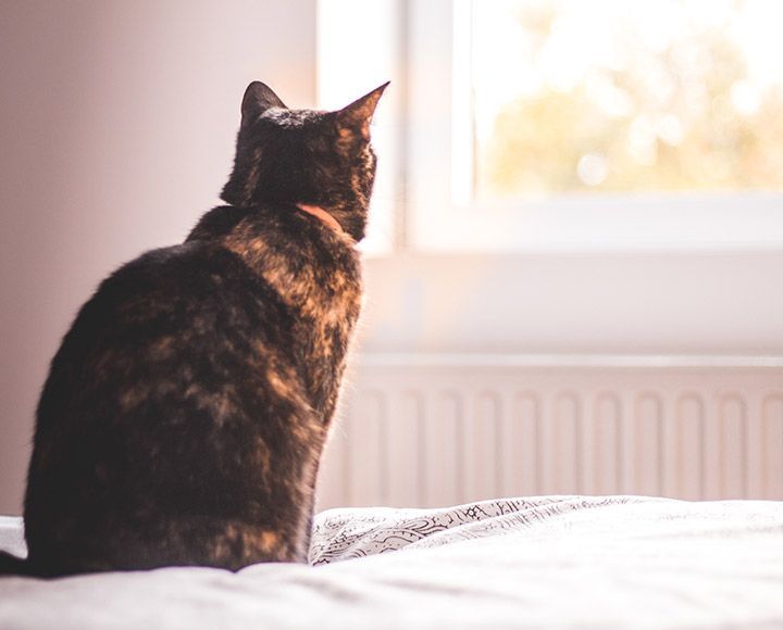 Un chat écaille de tortue assis sur un lit et regardant par une fenêtre lumineuse.