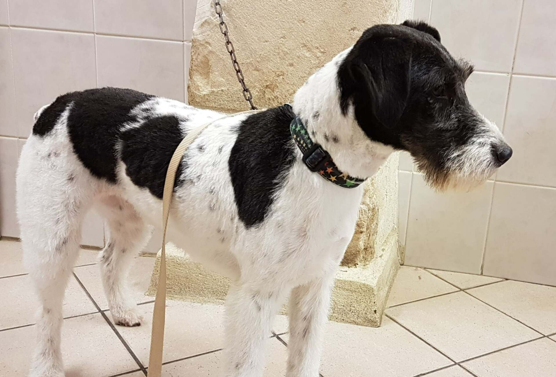 Chien prêt pour un toilettage