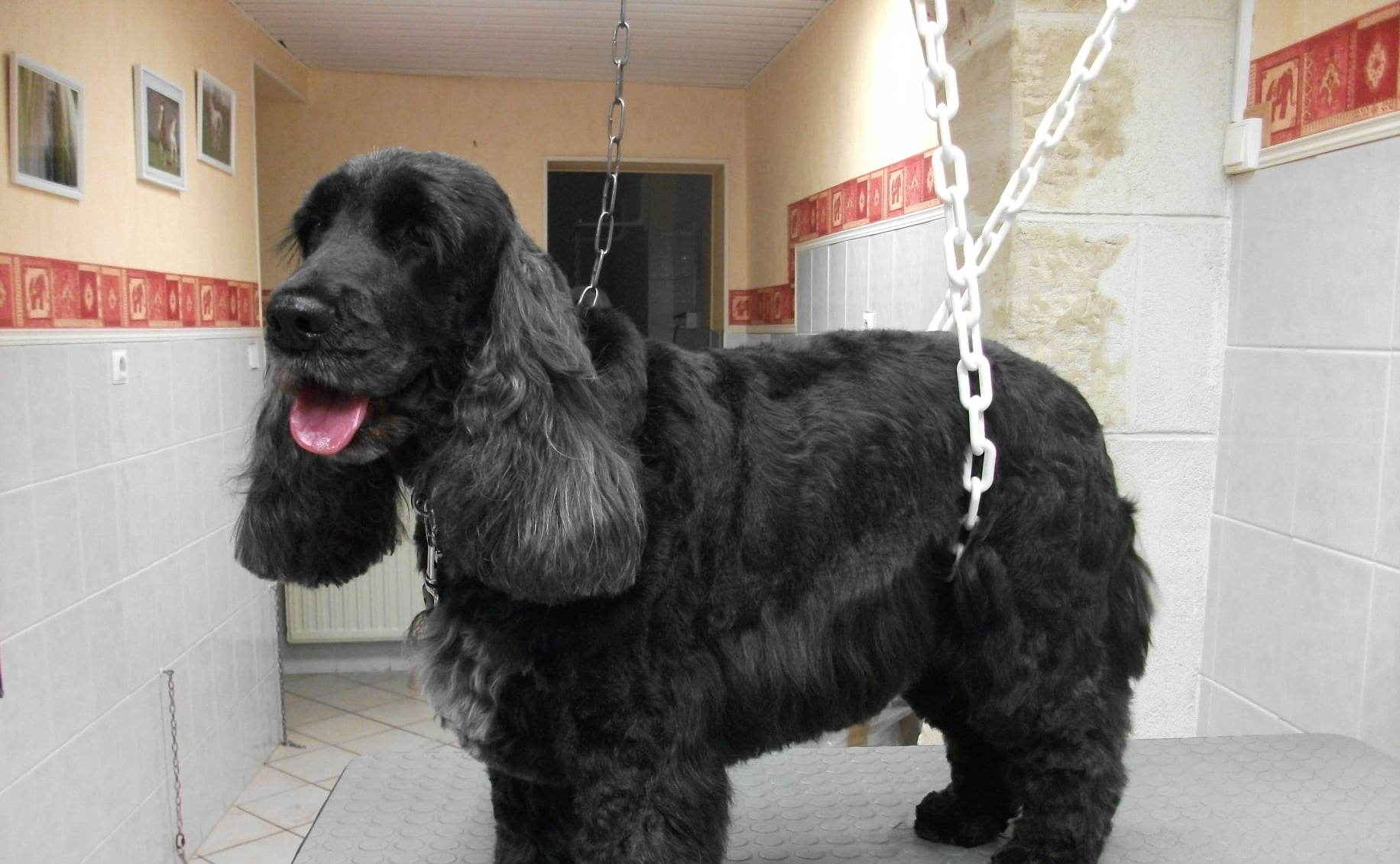 Chien noir toilettage