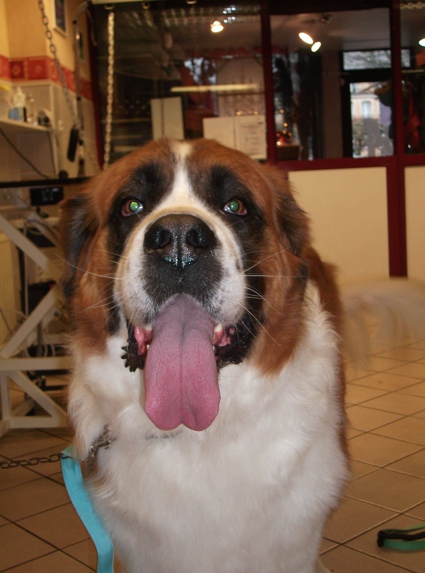 Chien Saint-Bernard