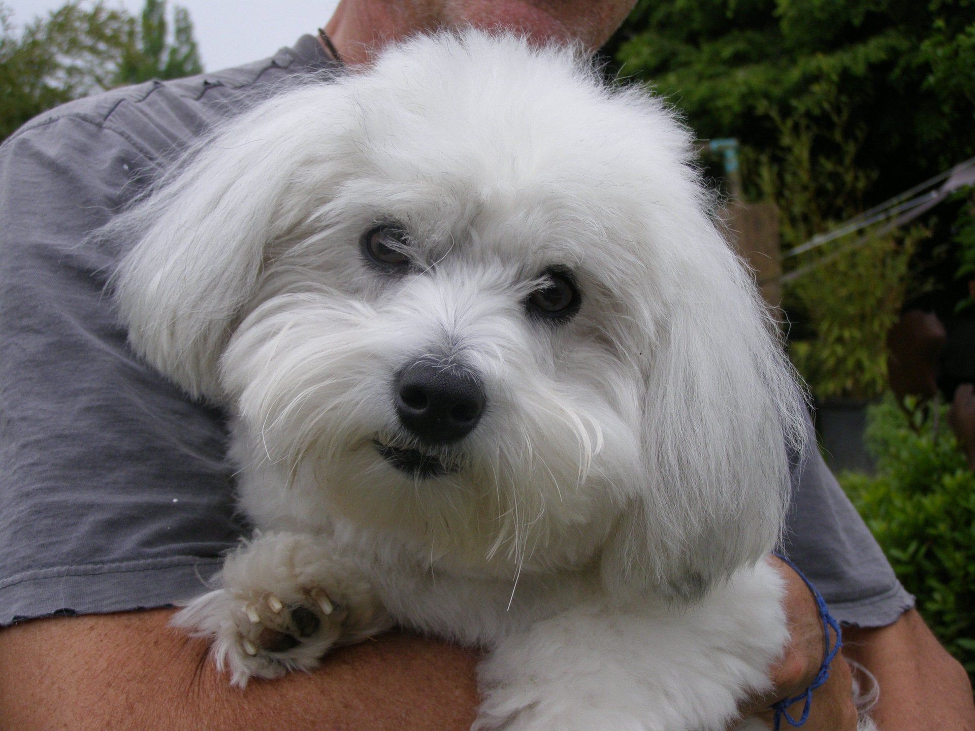 Chien bichon