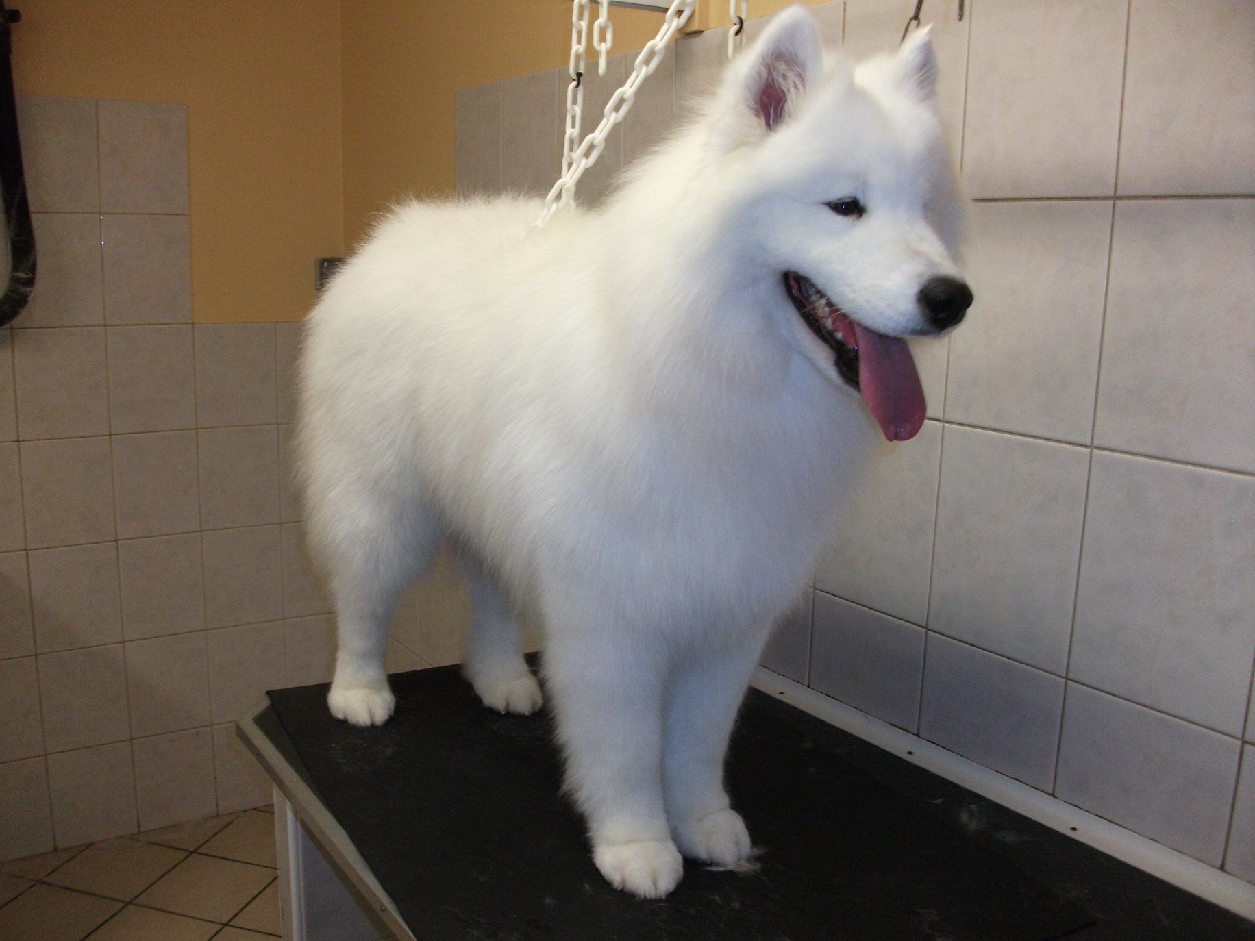 Chien Samoyède blanc