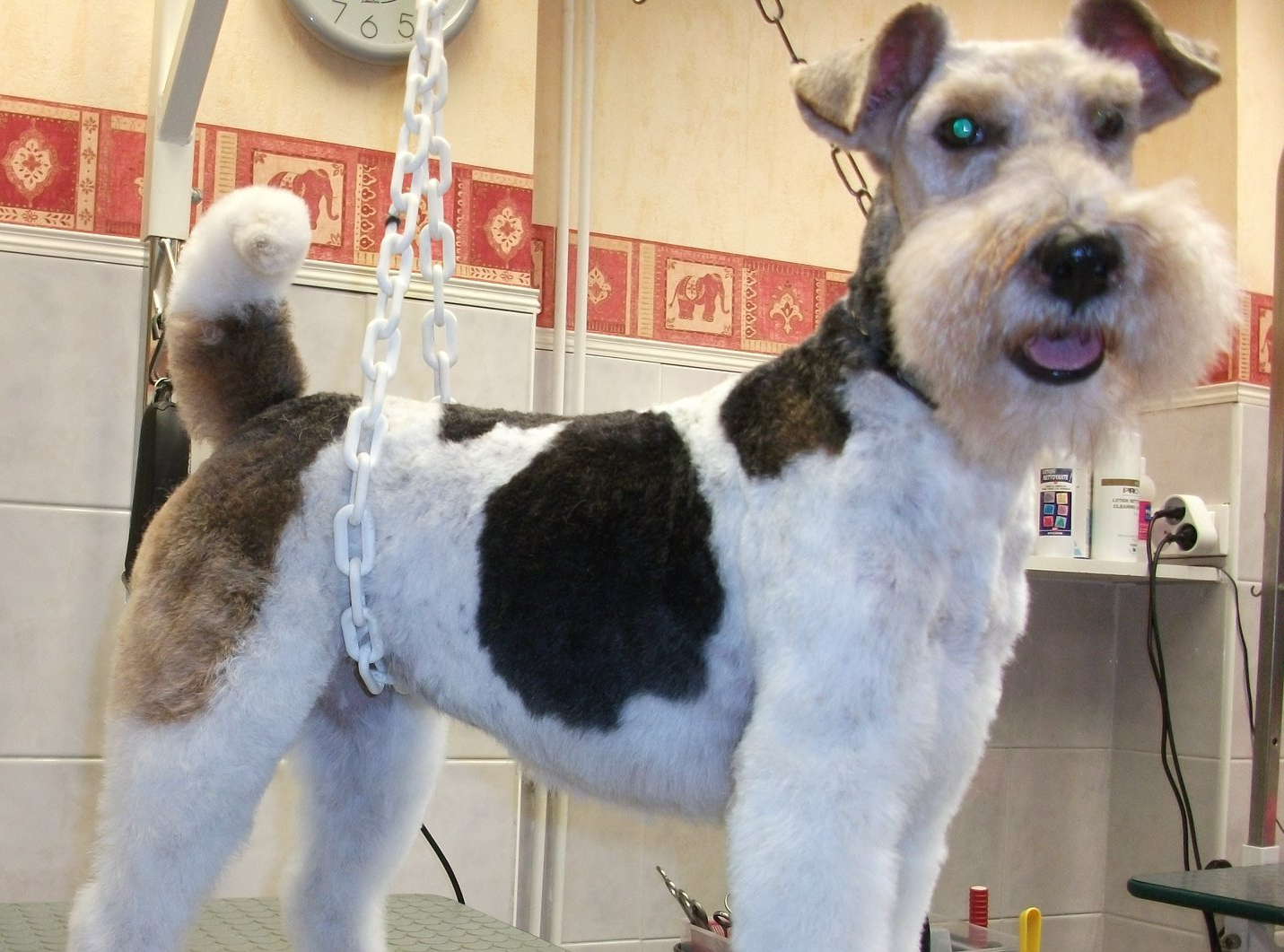 Chien terrier