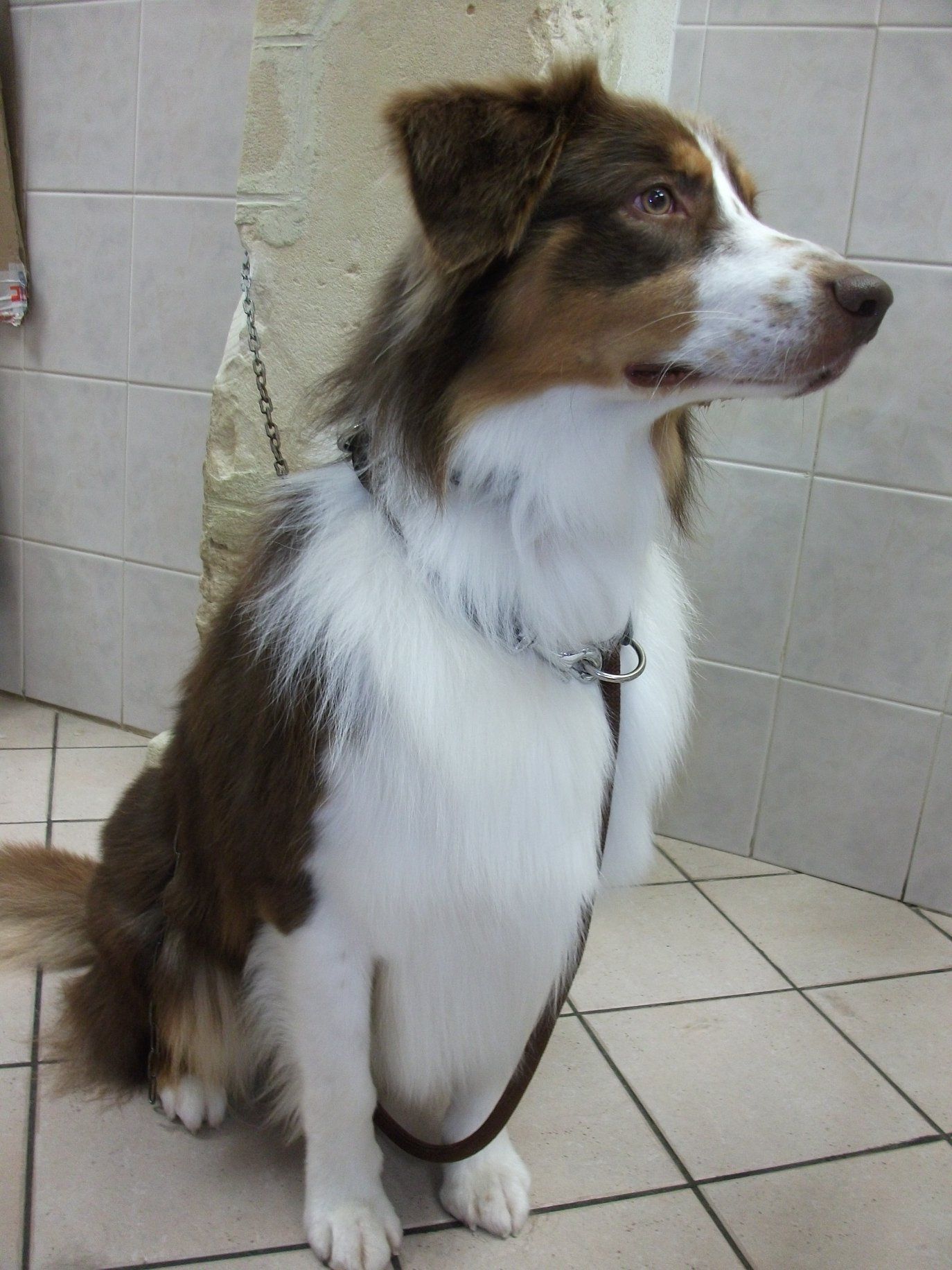 Chien croisé berger