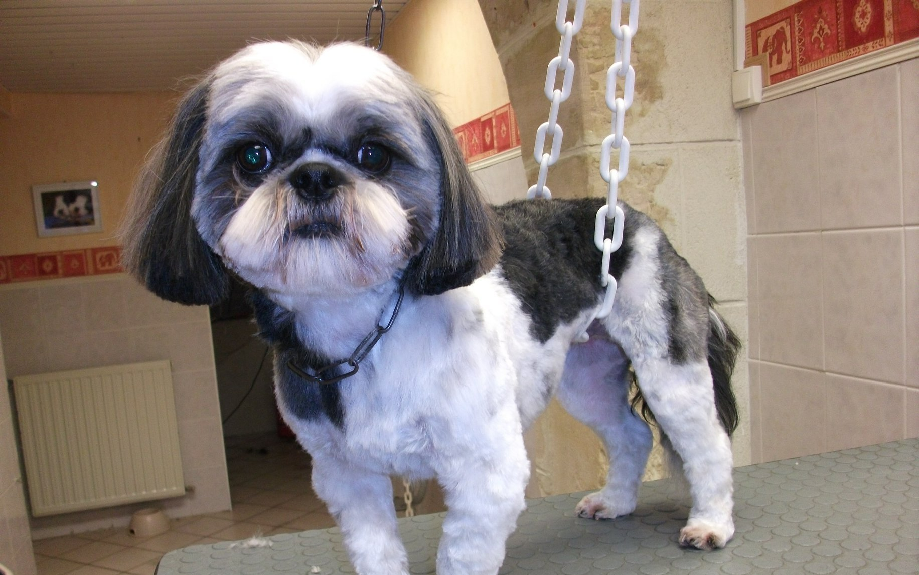 Petit chien gris et blanc