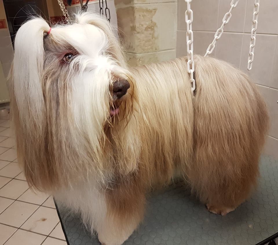 Chien avec des couettes