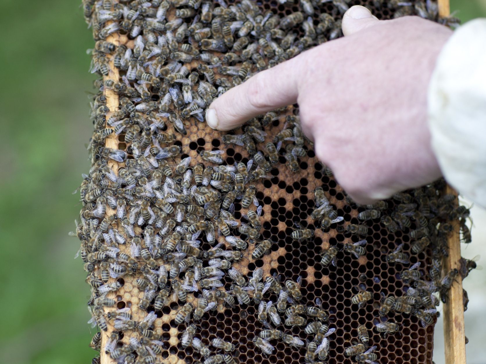 Una persona señala una colmena con muchas abejas.