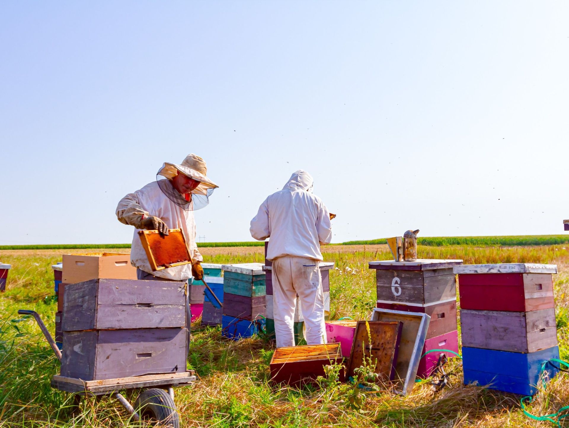 Dos apicultores están trabajando en un campo de colmenas.