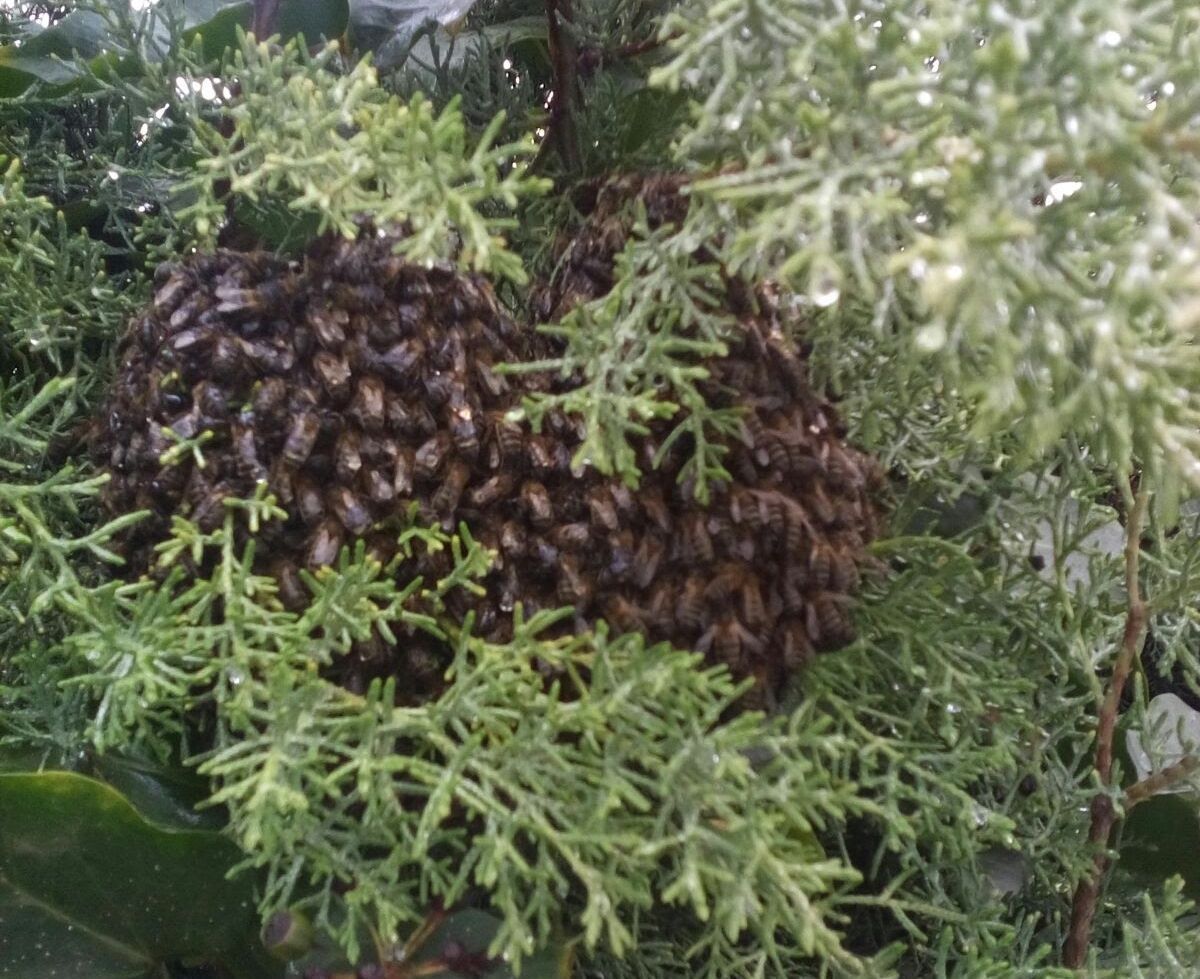 Un primer plano de una colmena en la rama de un árbol.