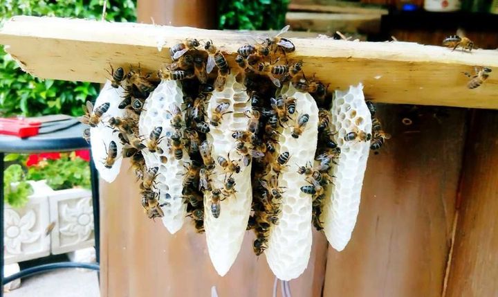 Un grupo de abejas están sentadas en un trozo de madera.
