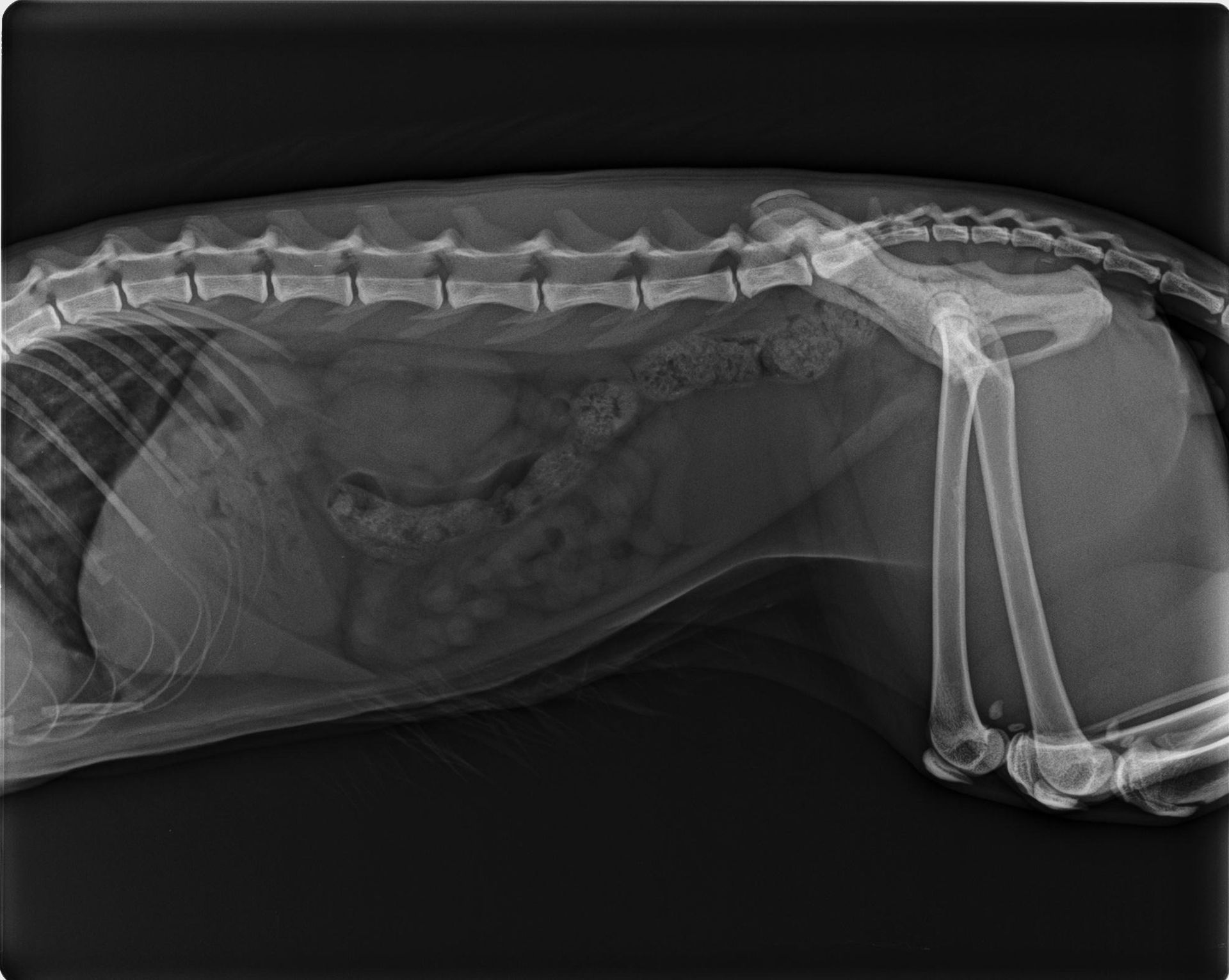 Una radiografía en blanco y negro del esqueleto de un gato.