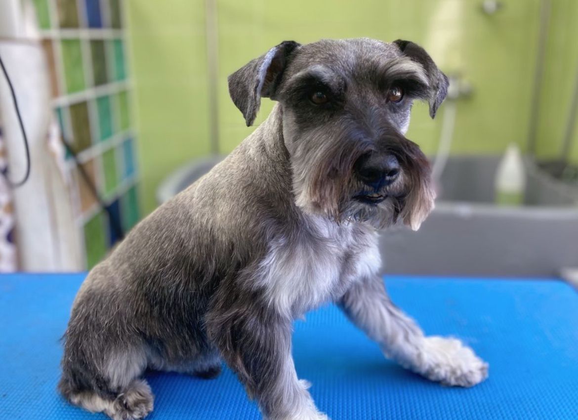 Un pequeño perro schnauzer está sentado en una mesa azul.