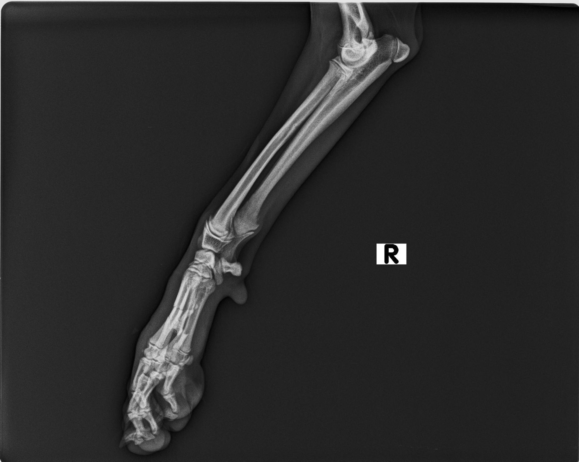 Una radiografía en blanco y negro del brazo y la pierna de un perro.