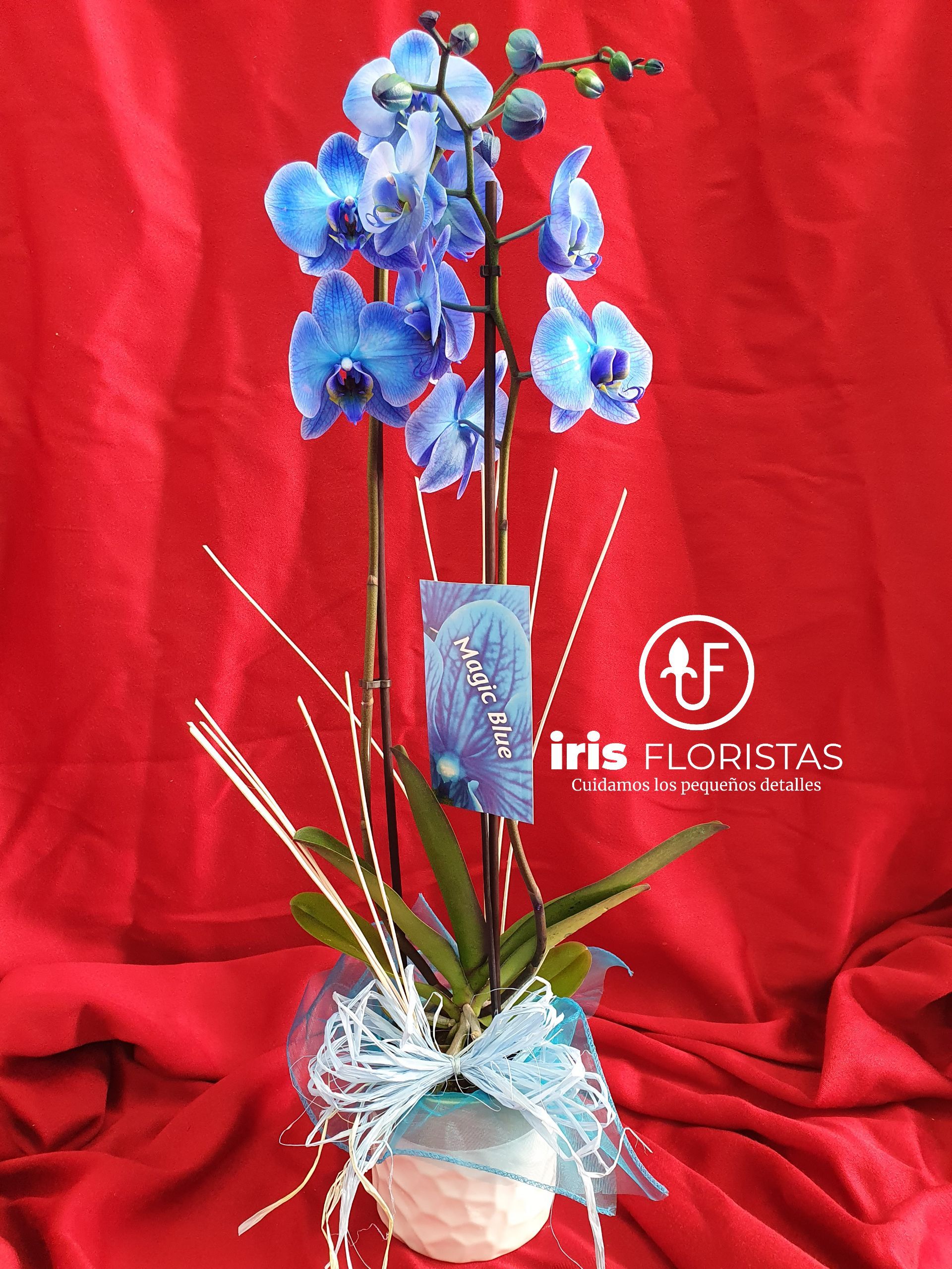 Una orquídea azul en un jarrón con una etiqueta que dice iris.