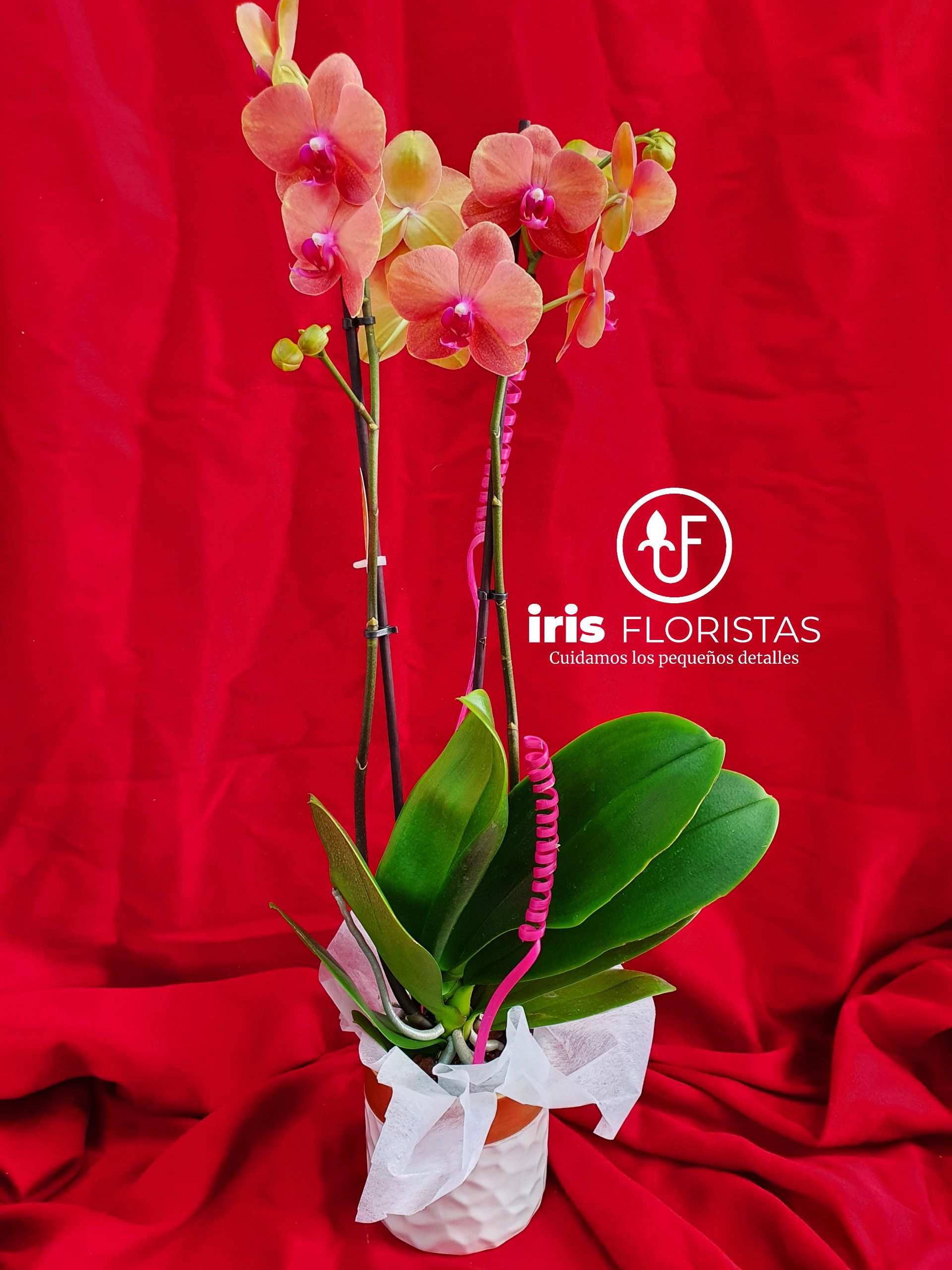 Una planta en maceta con flores y un logotipo para iris flor stas