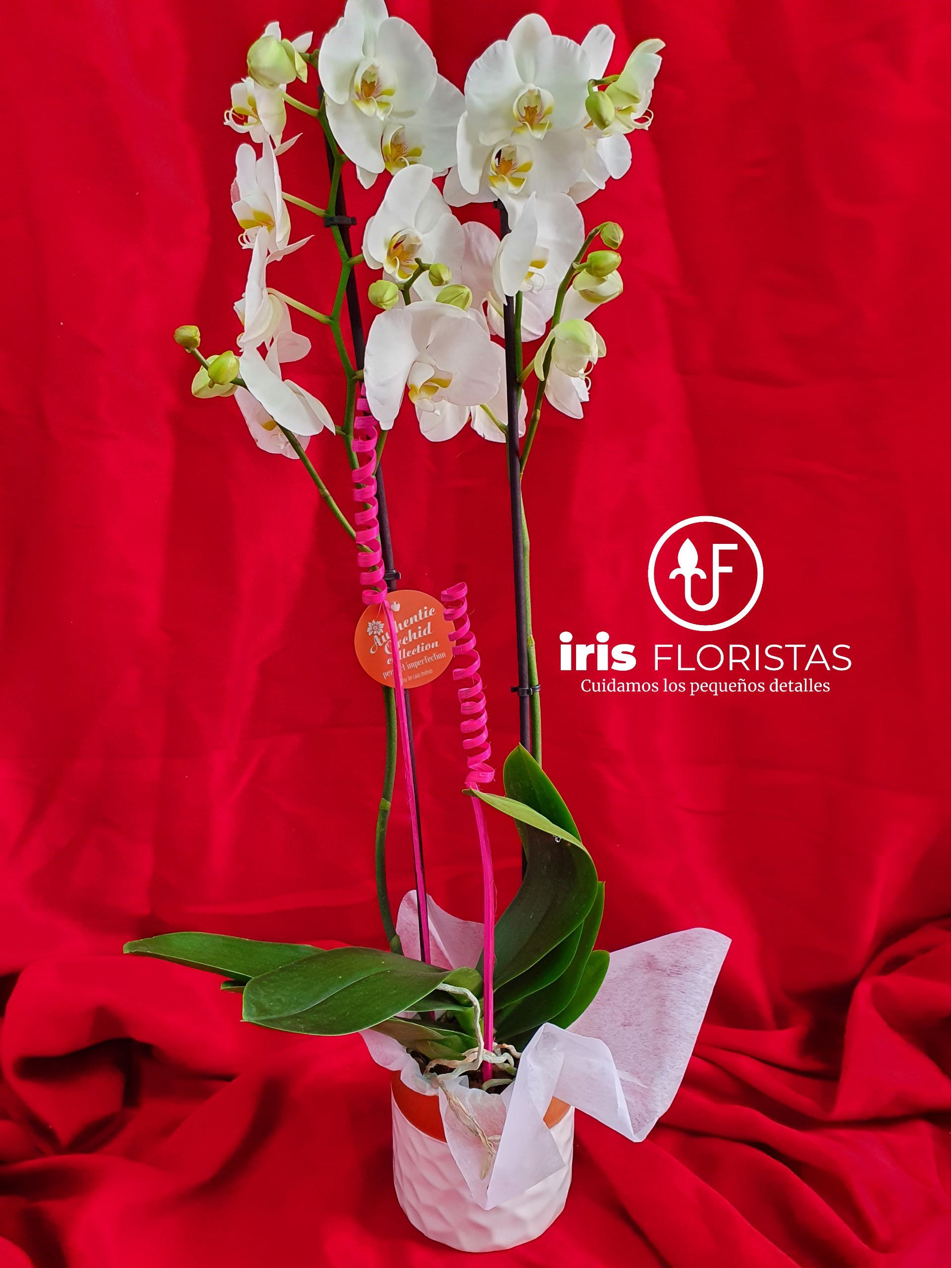 Una orquídea blanca en una maceta con fondo rojo.
