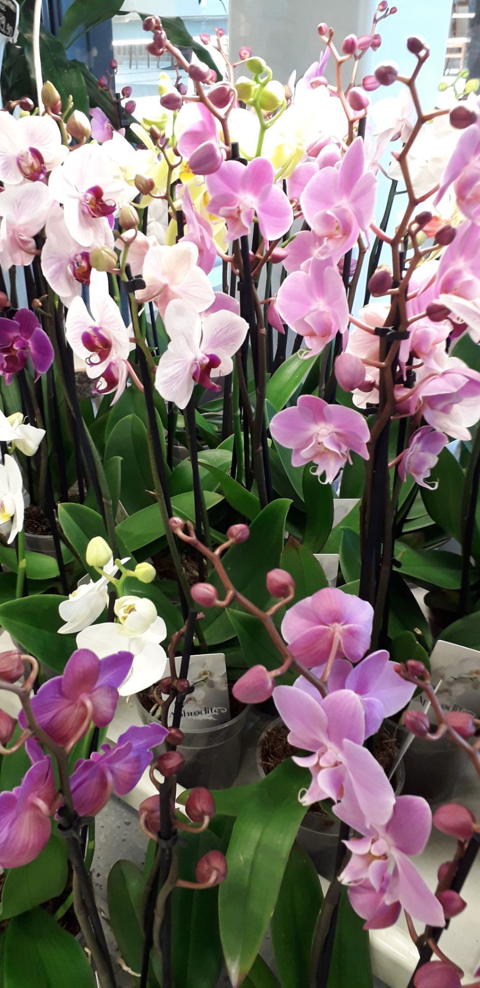 Tmi Helena Lautamatti