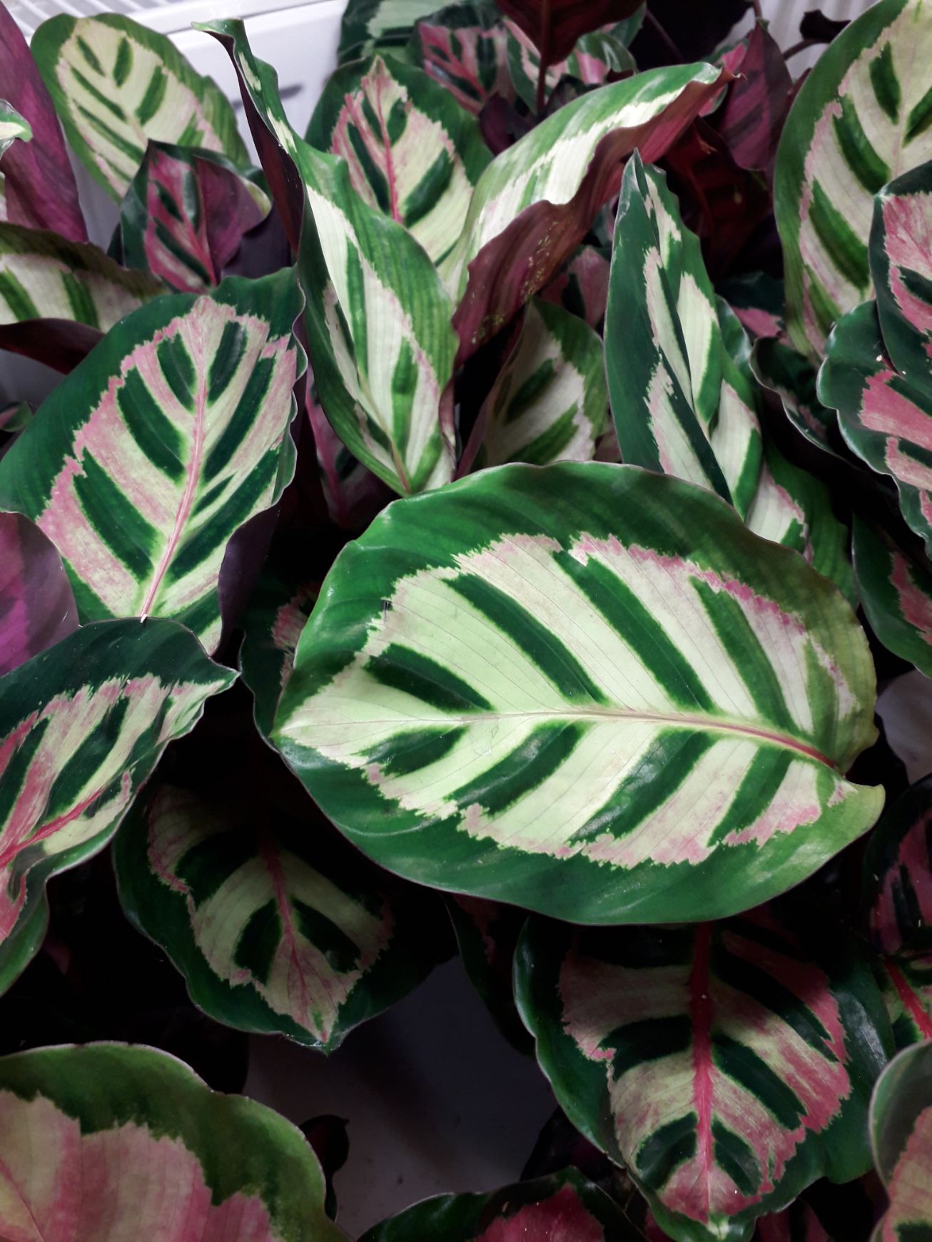 Tmi Helena Lautamatti