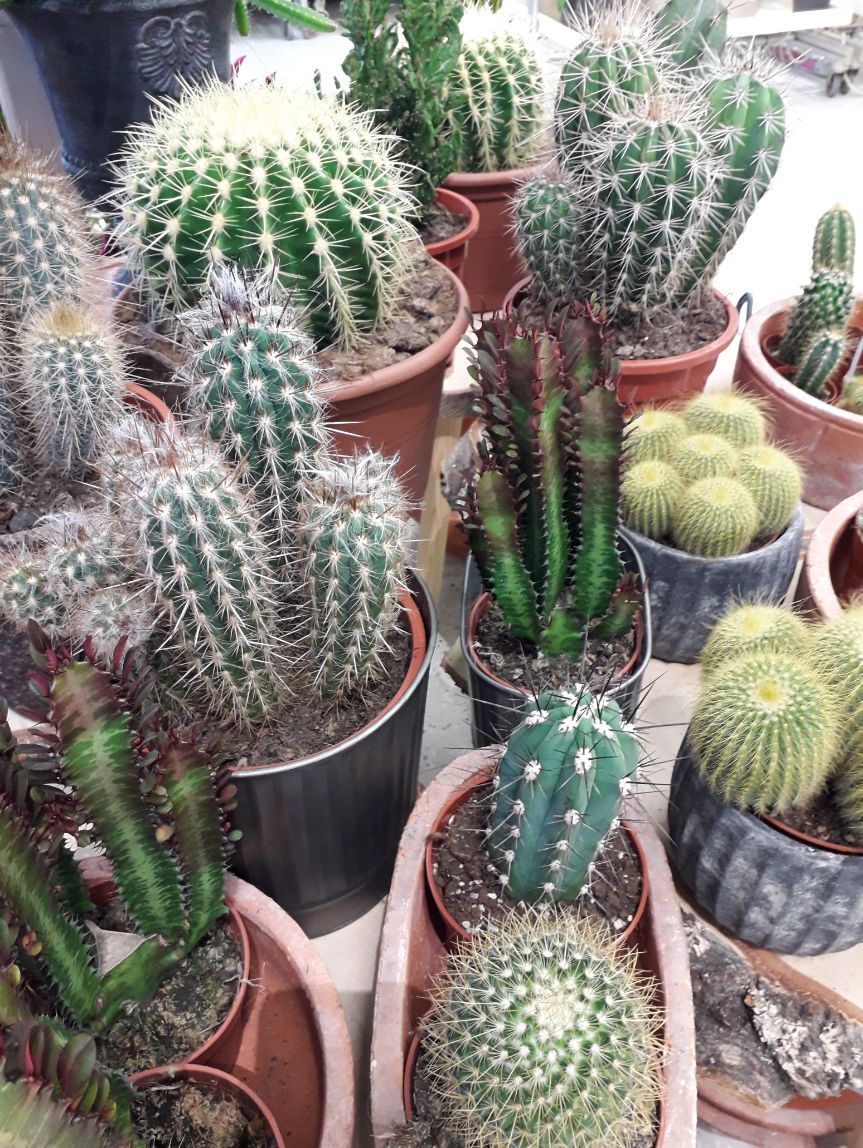 Tmi Helena Lautamatti