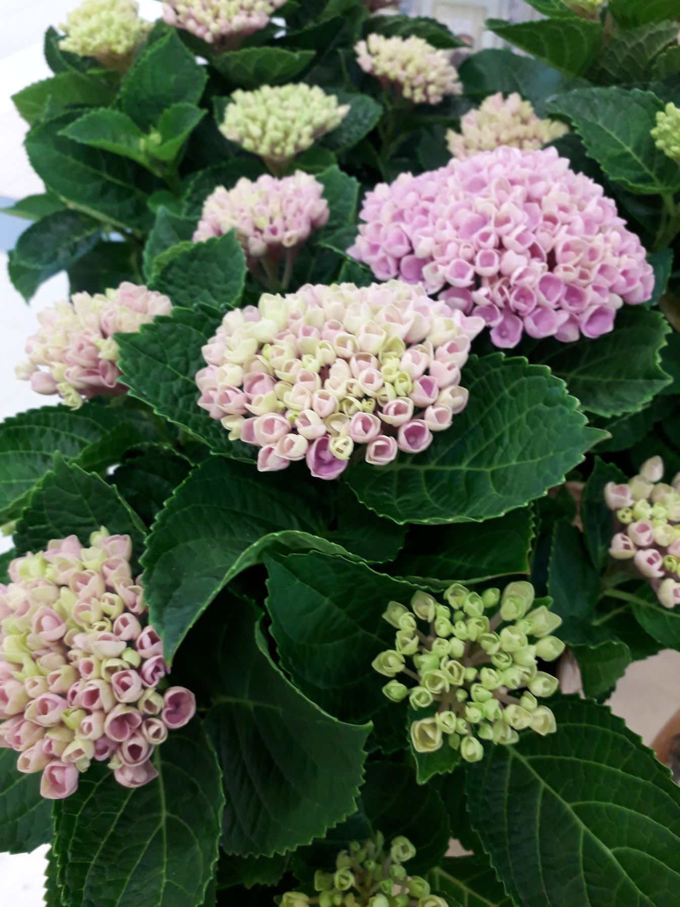 Tmi Helena Lautamatti