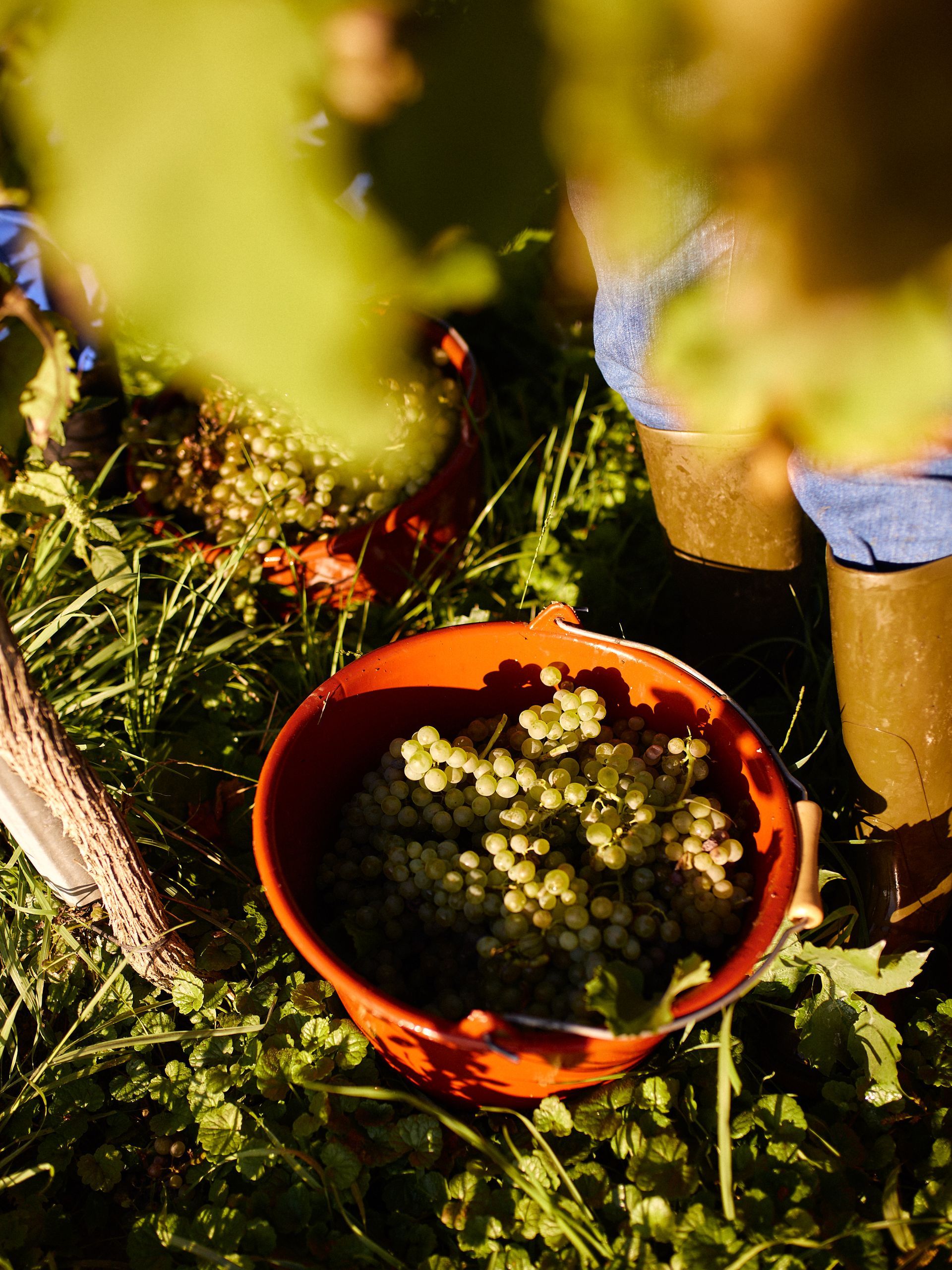 Orangefarbener Eimer mit Trauben in einem Weinberg. Person in grünen Stiefeln erntet Trauben im Gras.