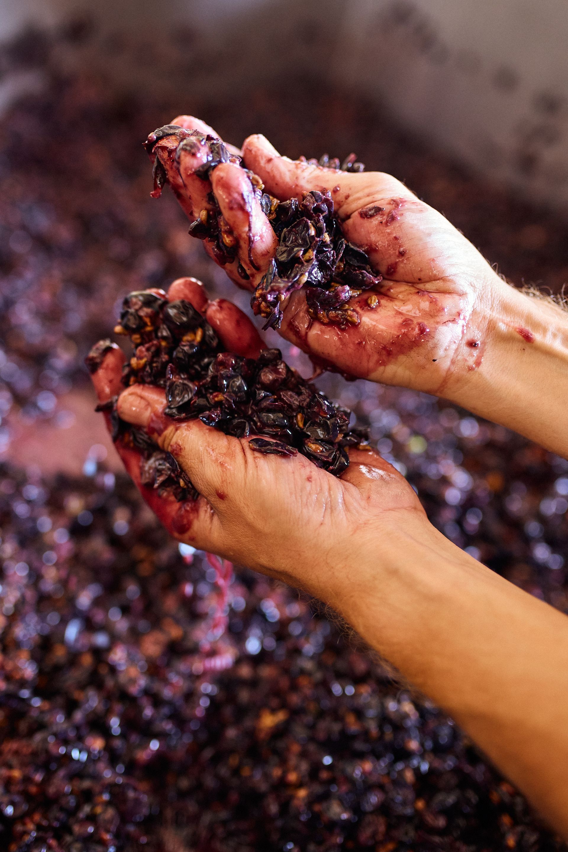 Hände pressen während der Weinherstellung zerdrückte, violett gefärbte Trauben aus.