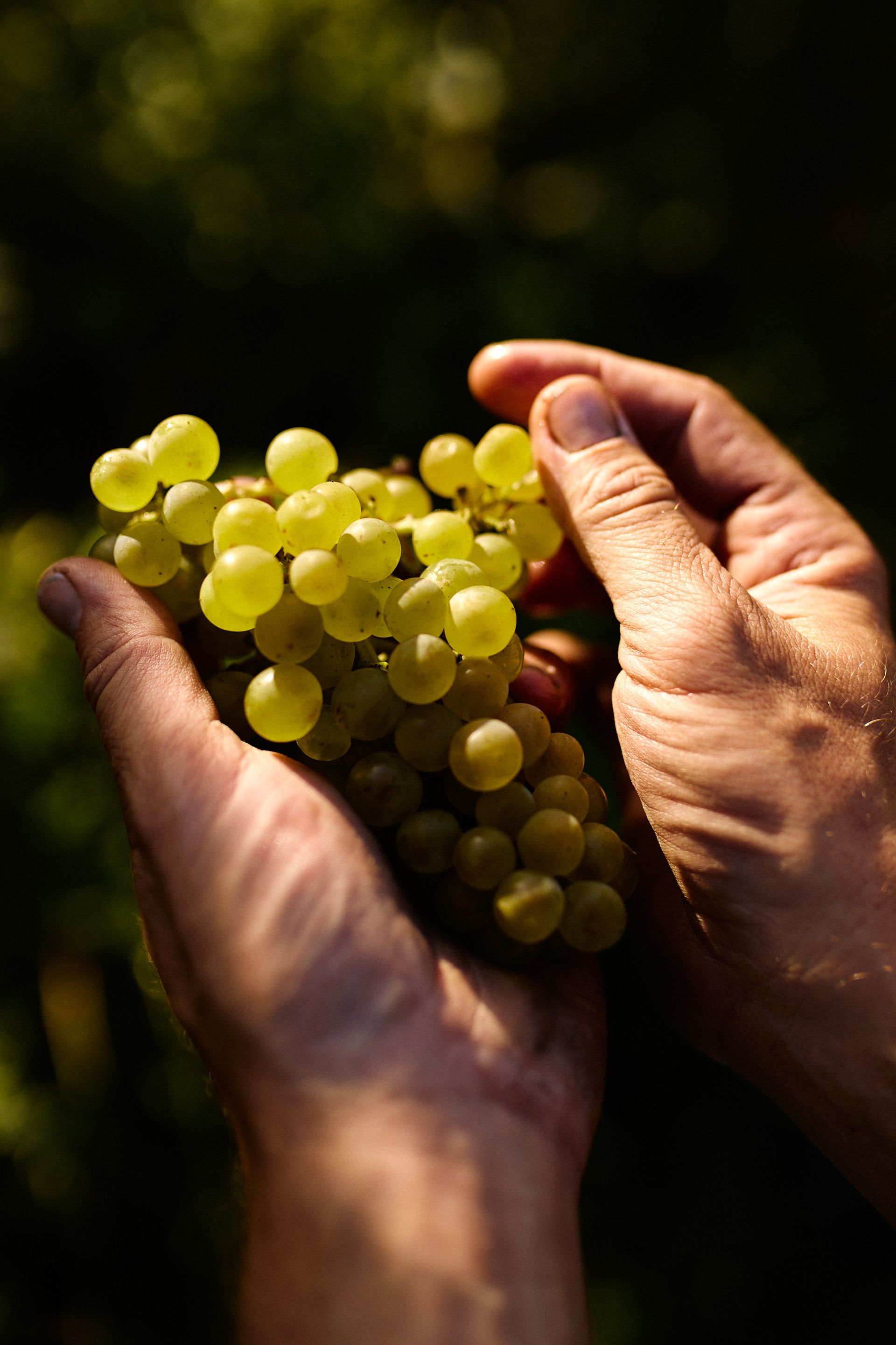 Hände halten eine Traube reifer, grüner Trauben in einem Weinberg.