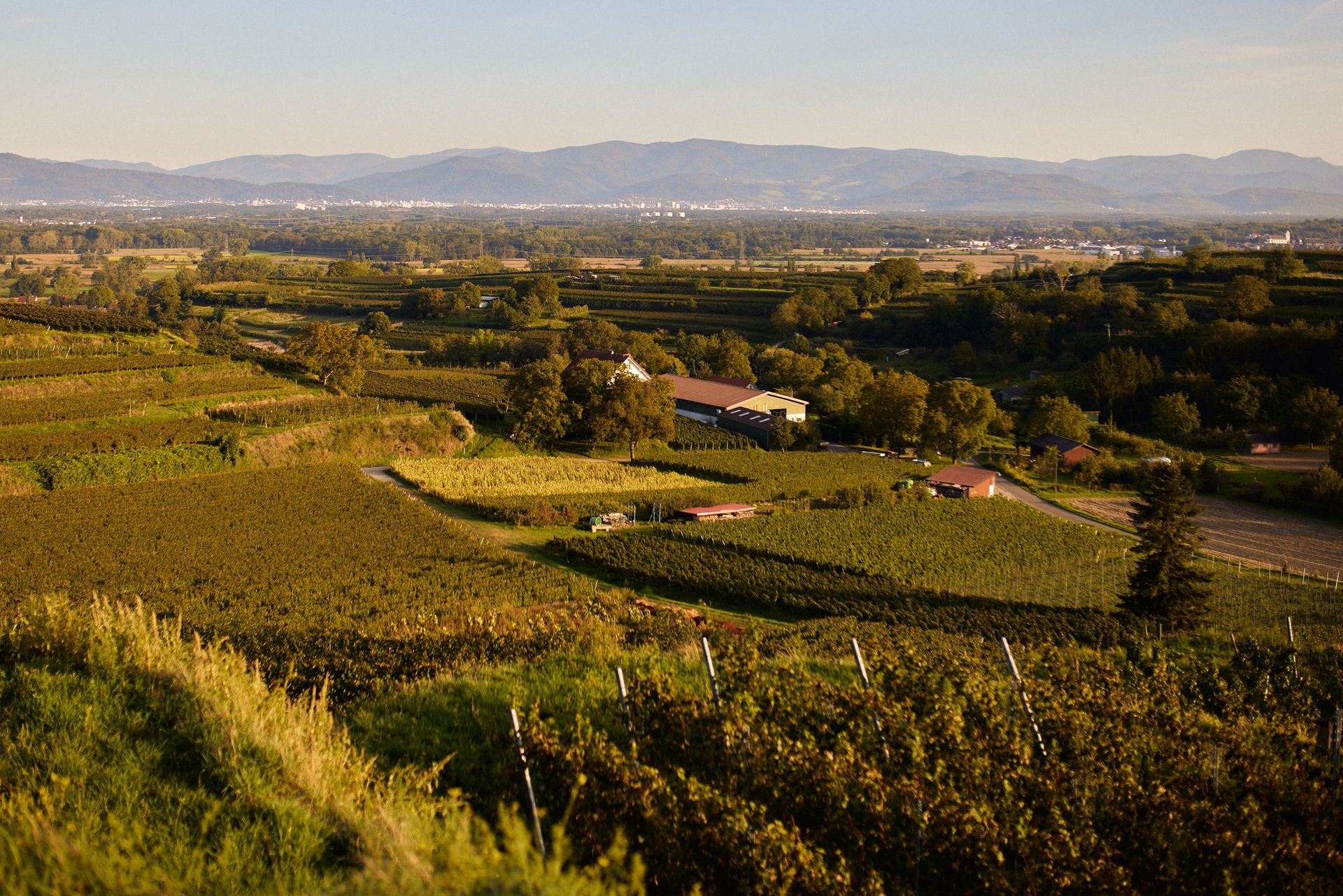 Weinberglandschaft mit sanften Hügeln, Wirtschaftsgebäuden und fernen Bergen unter einem dunstigen Himmel.