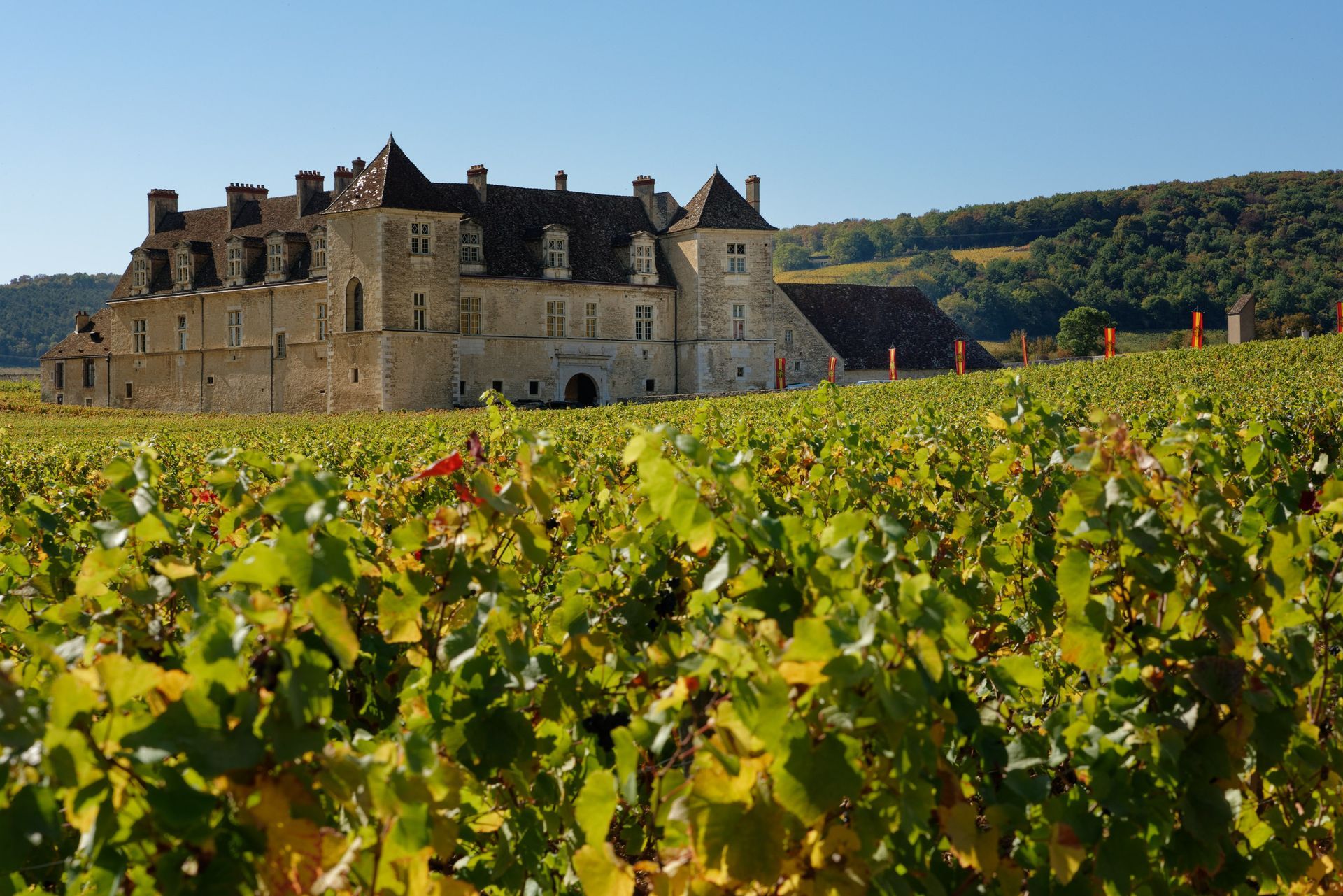Des vignes de Bourgogne