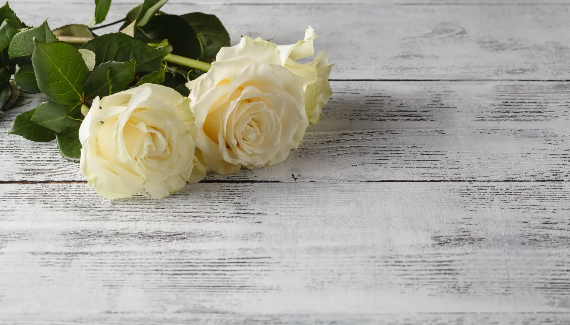 Deux roses blanches posées sur du bois