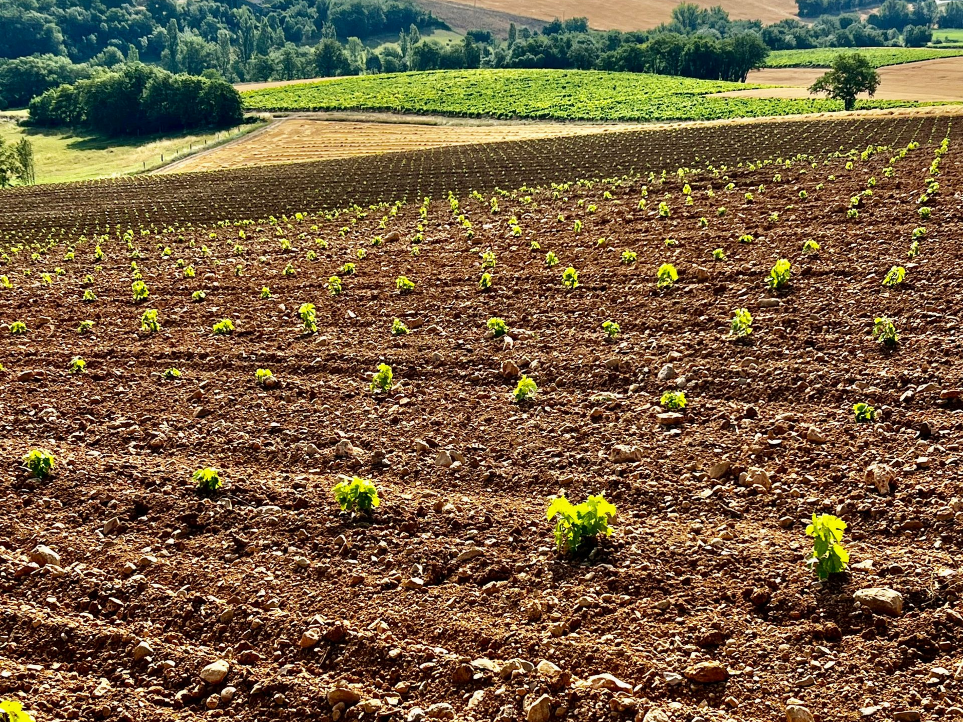 Champ partiellement labouré avec jeunes plants