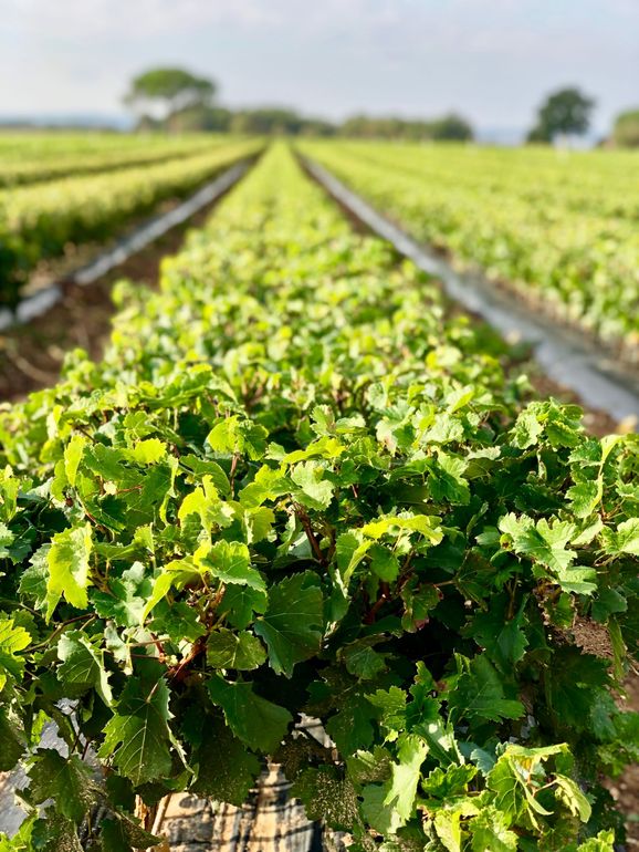 Rangées de plants verts en pleine croissance sous le soleil