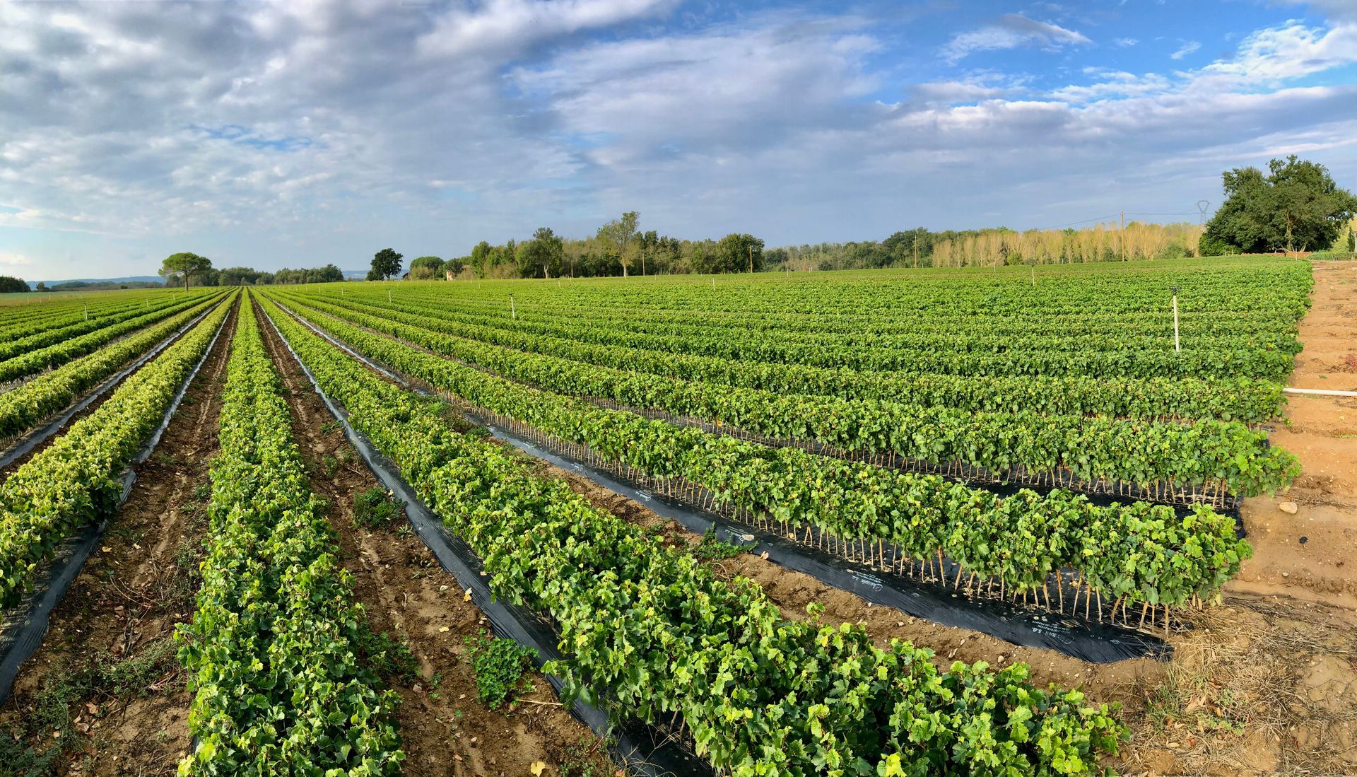Champ de cultures vertes avec rangées bien alignées
