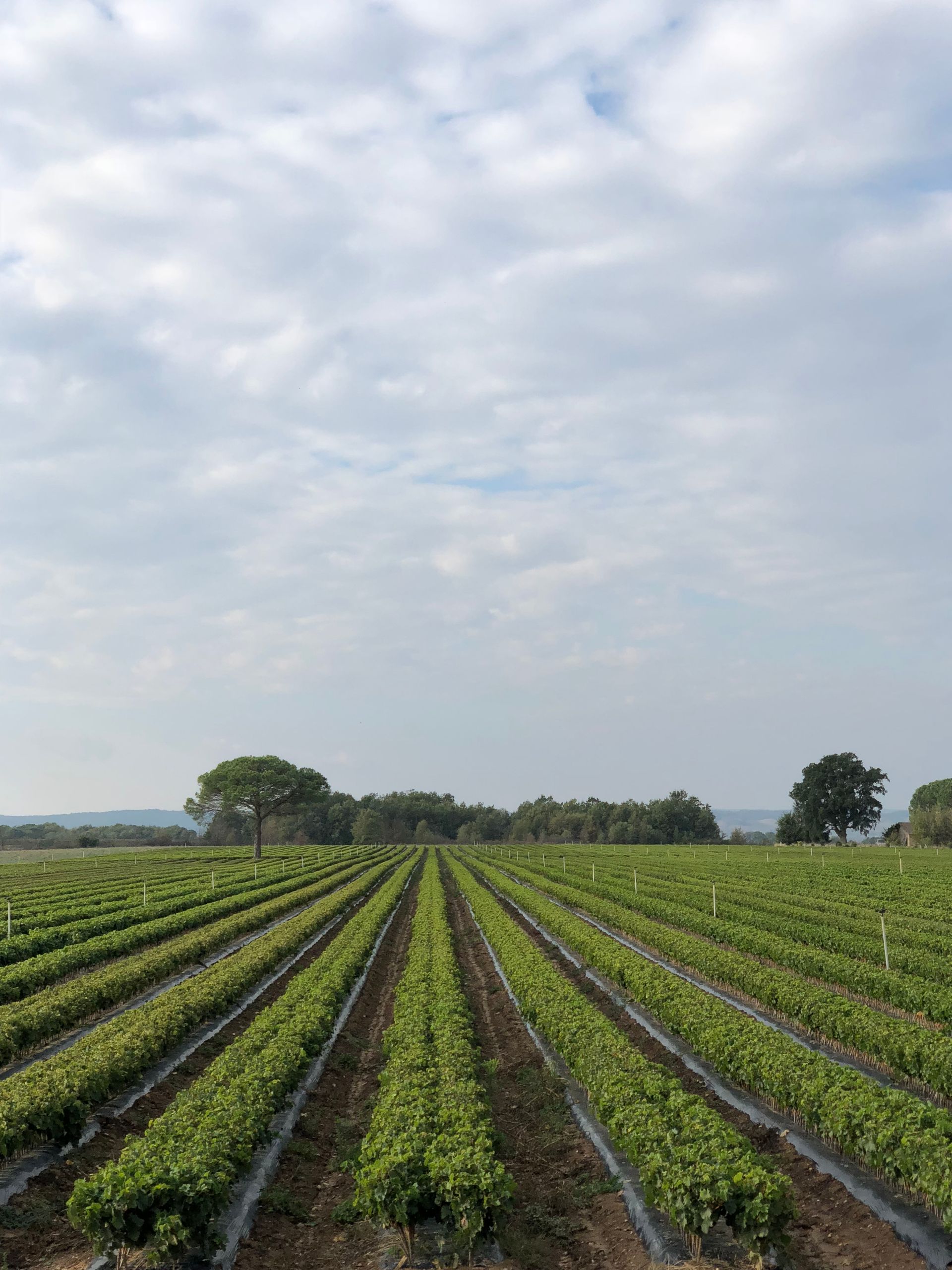 Des rangées de plantes vertes dans un champ sous un ciel nuageux, des arbres au loin.