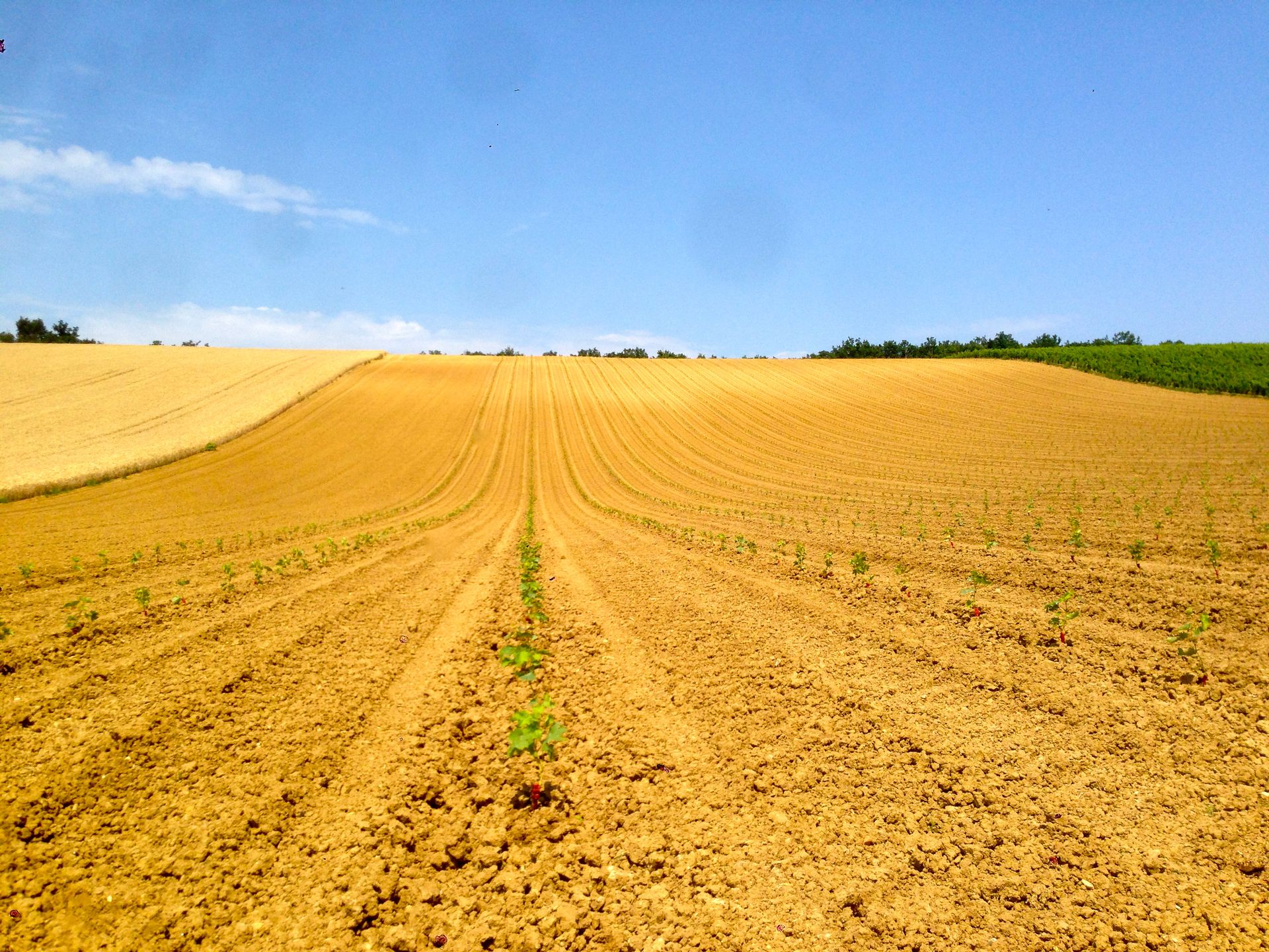 Champ brun labouré, avec des rangées de jeunes plants, sous un ciel bleu.