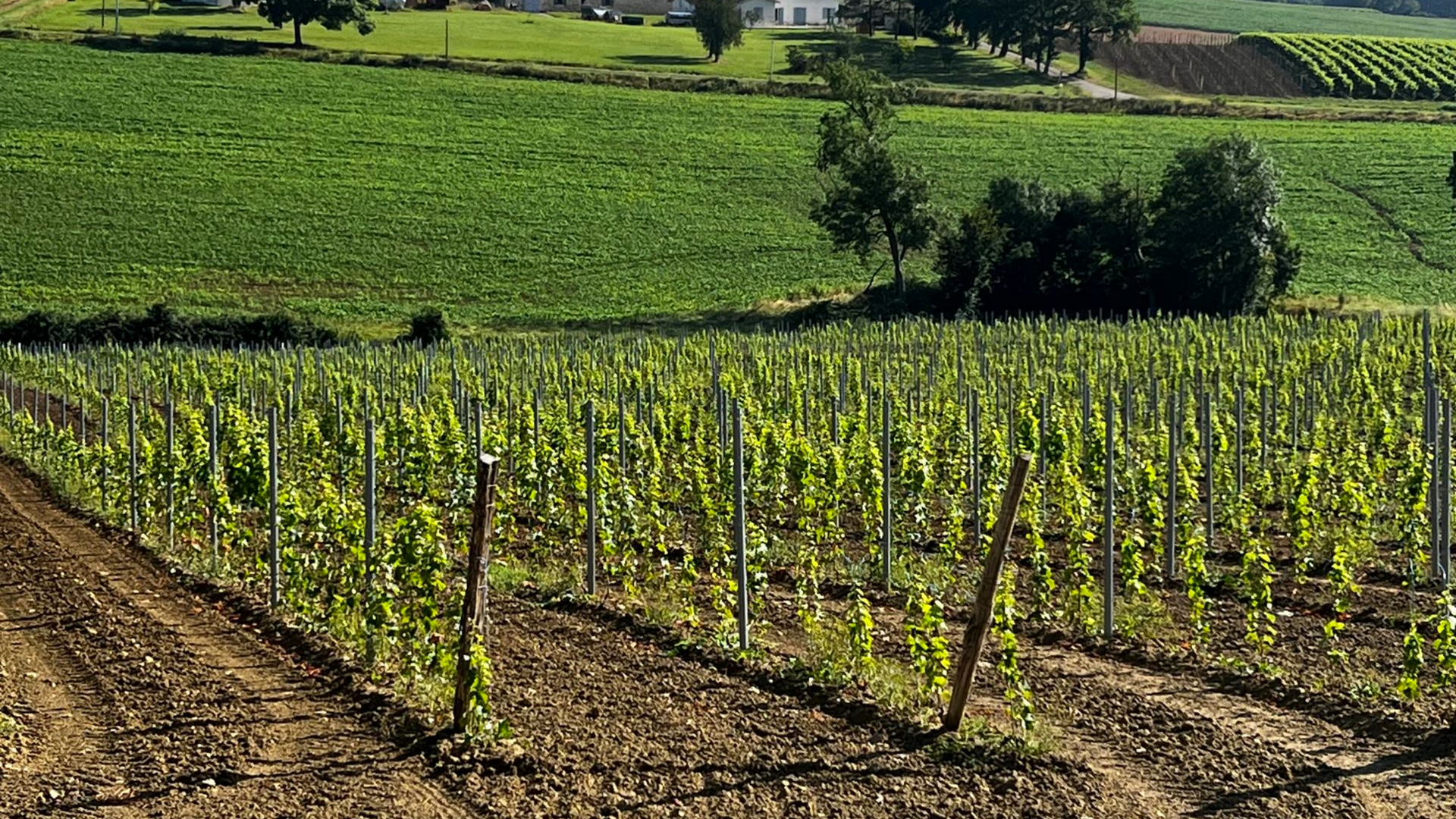 Arrosage automatique de plants rouges sous serre