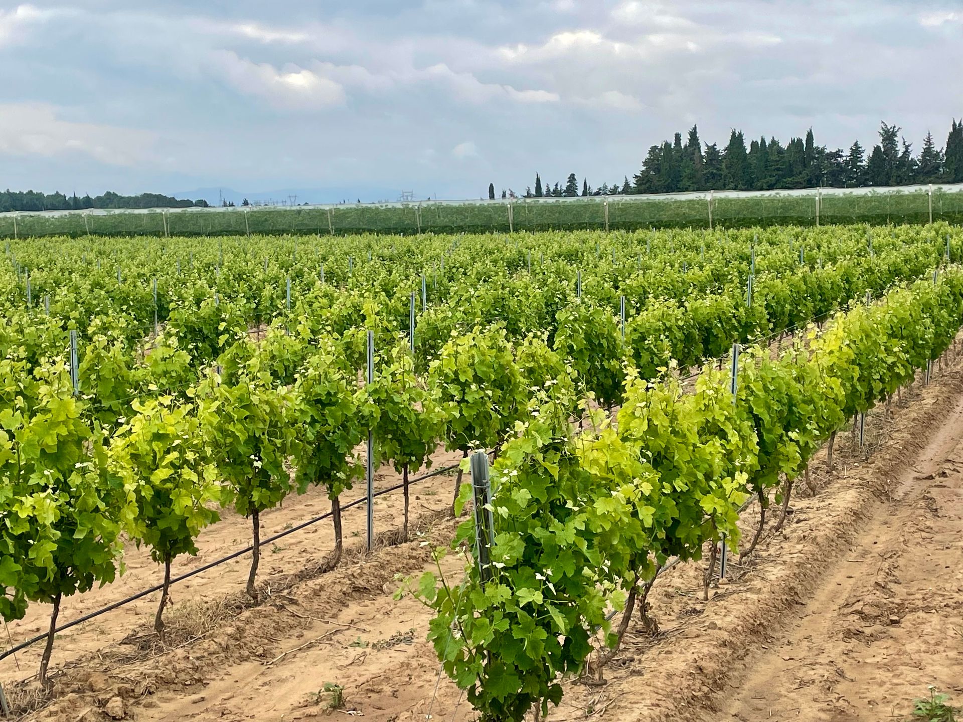 Rangées de vignes aux ceps verts sous un ciel nuageux. Lignes d'irrigation visibles.