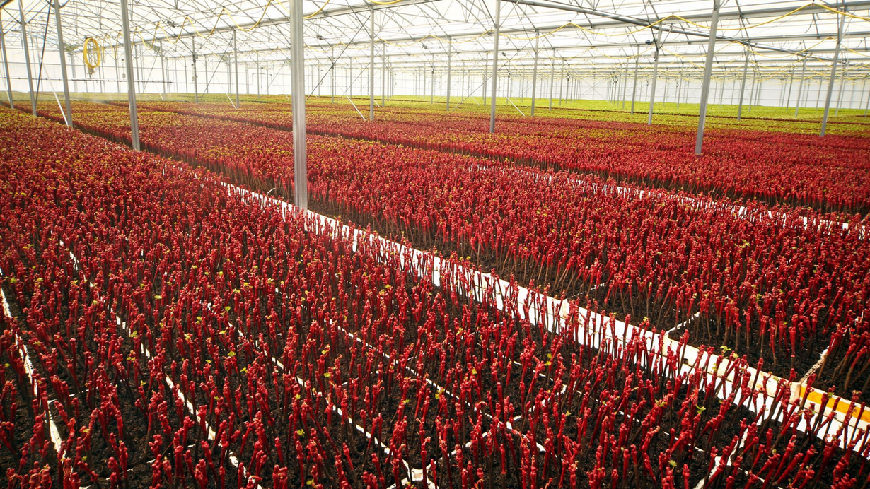 Des rangées de plantes rouges à l'intérieur d'une serre au toit transparent.