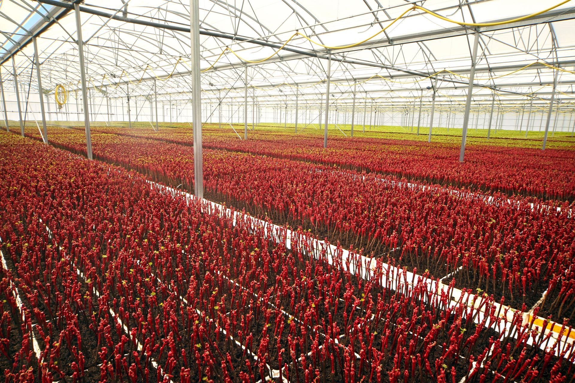Rangées de plants rouges en culture sous serre