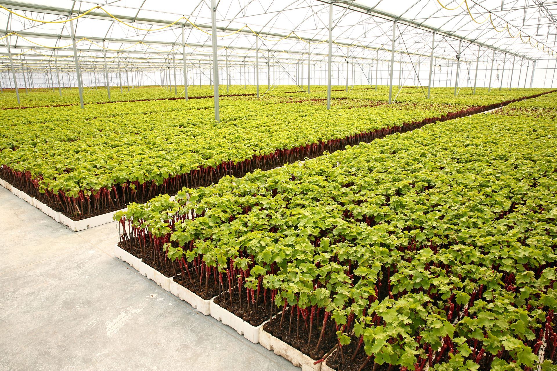 Jeunes pousses vertes en rangées sous serre