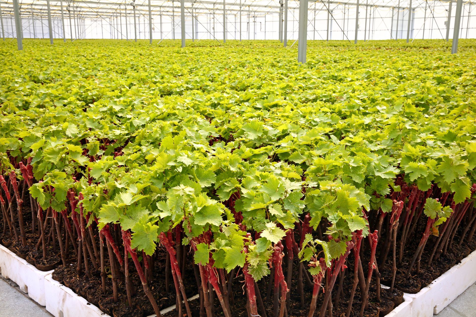 Plants verts cultivés en rangées sous une serre