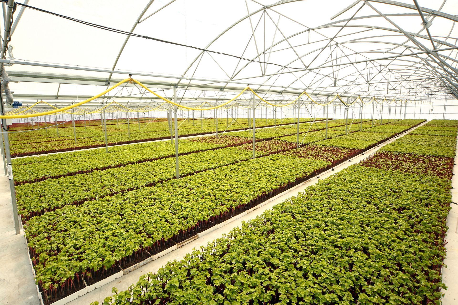 Rangées de plants rouges en culture sous serre