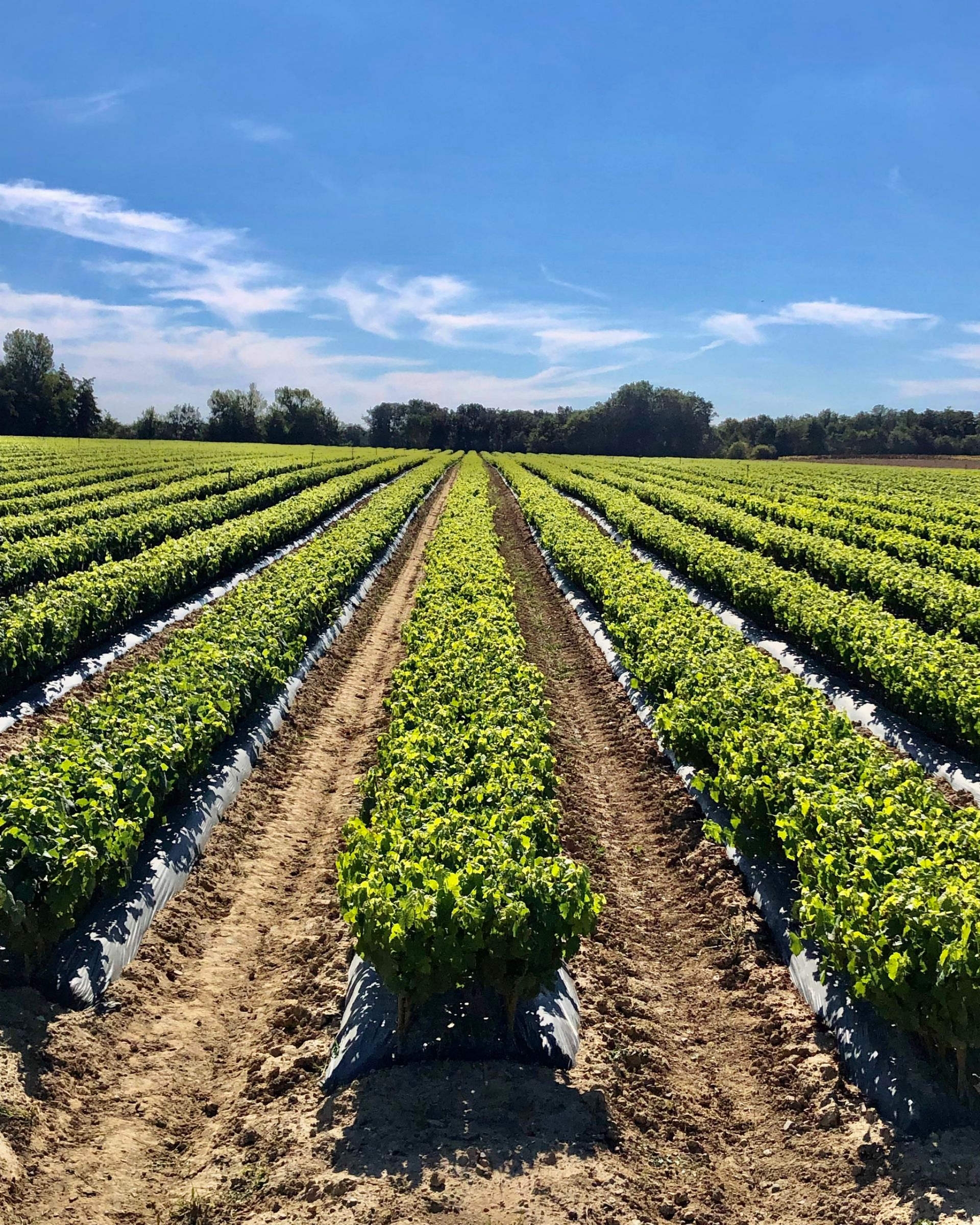 Plants verts en rangées